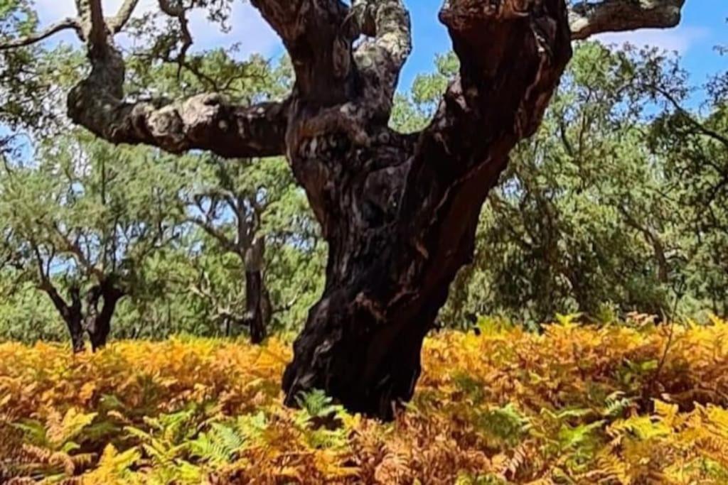 Alto Das Vinhas Lovers - Сесимбра Экстерьер фото
